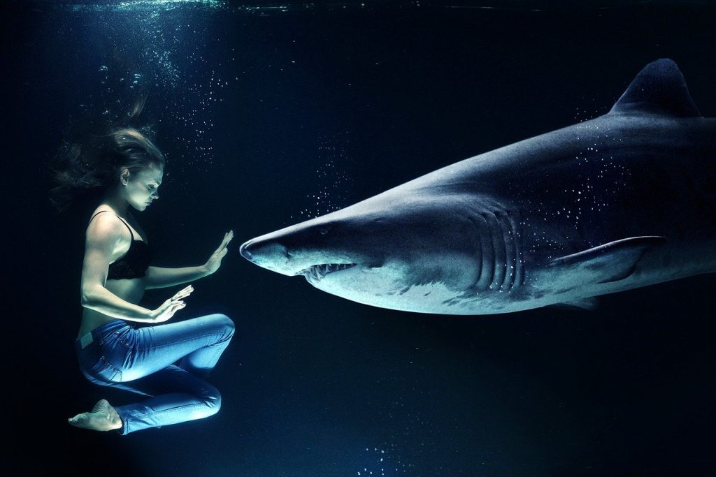 woman, hai, great white shark