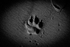 dog paw, sand, beach