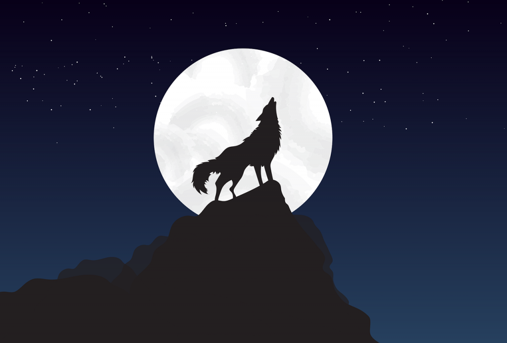 wolf, moon, nighttime